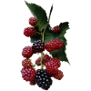 Berry Bush Pattern: Blackberries