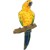 Parakeet, Parrot, Parakeet, Bird