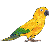 Parakeet, Parrot, Parakeet, Bird