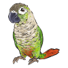Perruche Molina Perroquet Perruche oiseau