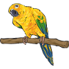Parakeet, Parrot, Parakeet, Bird