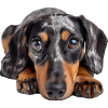 Dachschund