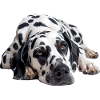 Dalmatian