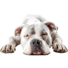 Dogue Argentin