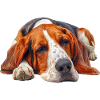 Foxhound anglais