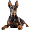 Doberman