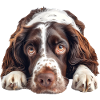 English Springer Spaniel