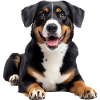 Entlebucher Mountain Dog