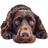 Field Spaniel