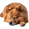 Finnish Spitz