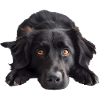 Flat Coated Retriever