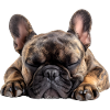 Bouledogue français