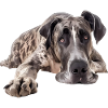 Great Dane