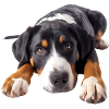 Bouvier Suisse