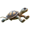 Jumping Turtle 3
