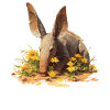 Aardvarks Aardvarks