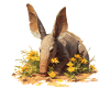 Aardvarks Aardvarks