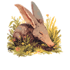 Erdferkeln Erdferkel
