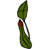 Carnivorous plant