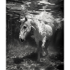 Horse Underwater