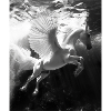 Pegasus Underwater