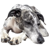 Greyhound