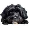 Havanese