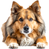 Icelandic Sheepdog