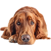 Irish Setter