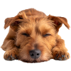 Irish Terrier