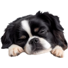 Japanese Chin