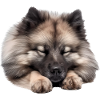 Keeshond