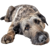 Irish Wolfhound