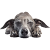 Italian Greyhound