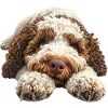 Lagotto Romagnolo