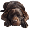 Labrador
