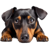 Manchester Terrier
