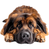 Leonberger