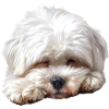 Maltese