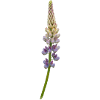 Lupine - Blossom