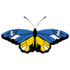 Papillon d’Ukraine