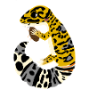 Leopardgecko mit Kakerlake