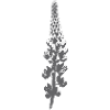Lupine Blossom