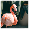 Flamingo#3