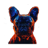 Bouledogue français rouge et bleu