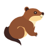 Beaver with brown fur