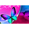 papillon