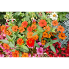 Blooming Garden – Colourful Atmosphere