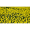 Blühendes gelbes Rapsfeld