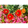 Blooming Garden – Colourful Atmosphere